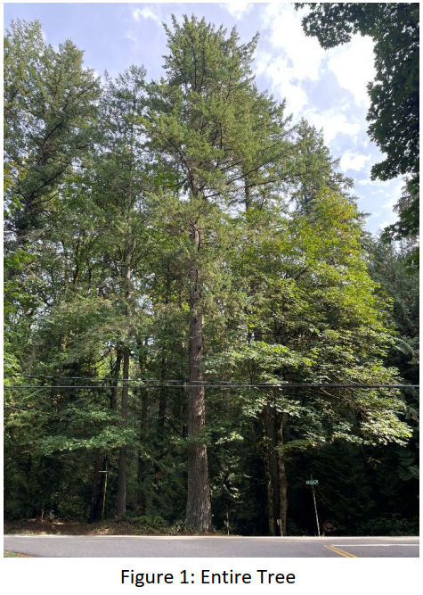 Hazardous Tree Removal - Miller and Arrow Point - Entire Tree