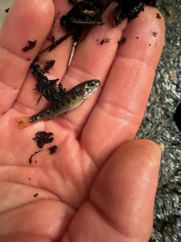 Cooper Creek Salmonid 9.12.25 